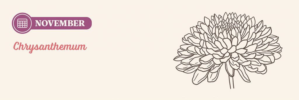 November Birth Month Flower: Chrysanthemum drawing