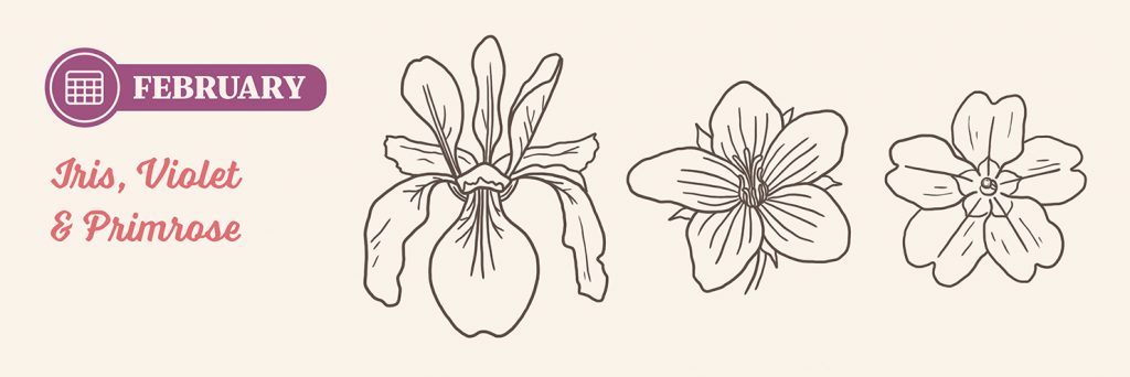 February Birth Flowers: Iris, Violet and Primrose drawing