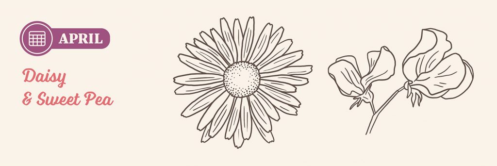 April Birth Flowers: Daisy and Sweet Pea drawing