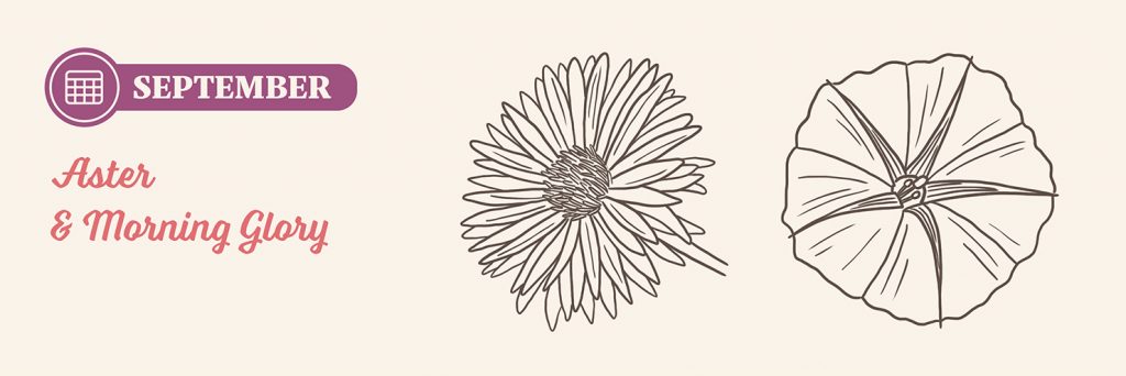 September Birth Flowers: Aster and Morning Glory drawing
