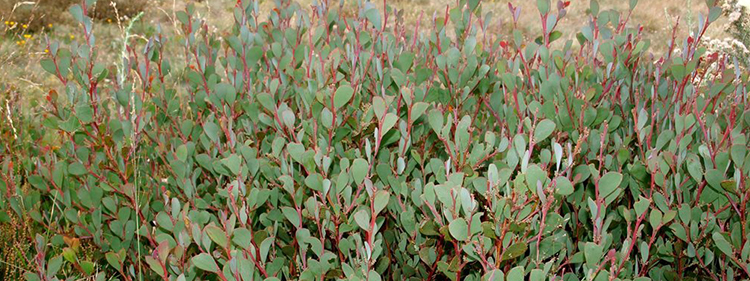 Bush with green leaves
