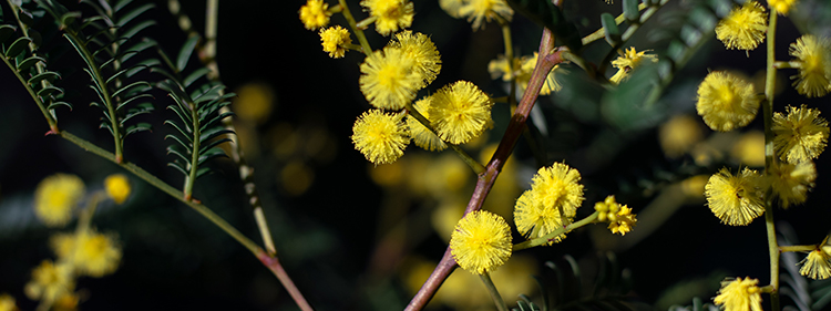 Golden Wattle found in the bush at Megalong Valley, Blue Mountains, NSW Australia