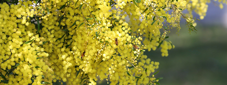 Bees collecting honey from Yellow Wattle Flowers
