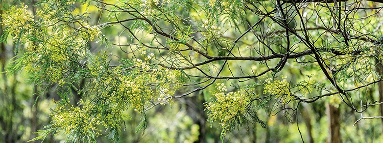 Wattle flowers with green leaves