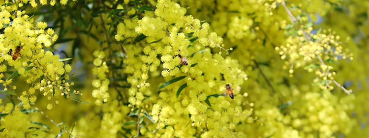 Golden Wattle flowers with bees