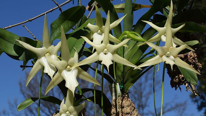 Comet Orchid