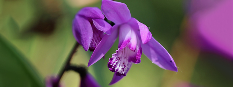 Urn Orchid Flower