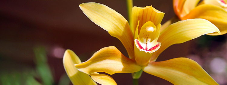 Boat Orchid Blossom