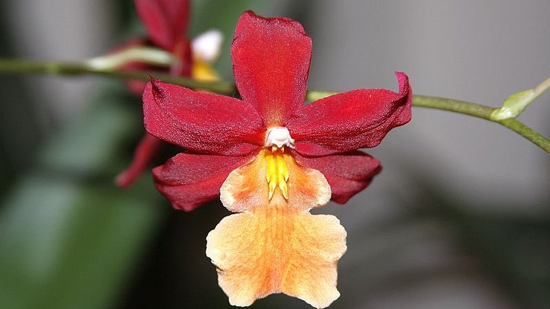 Cambria Orchid Flower