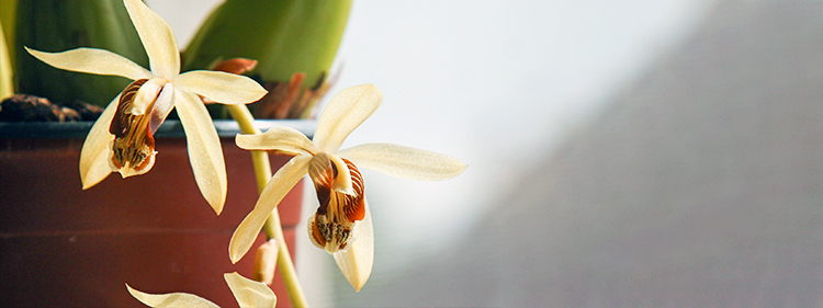 Necklace Orchid