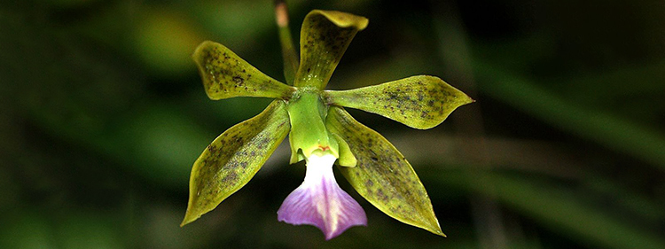 Encyclia Orchid