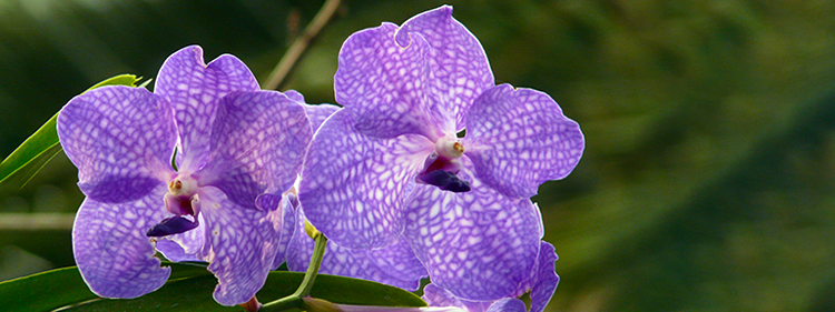 Vanda Orchid