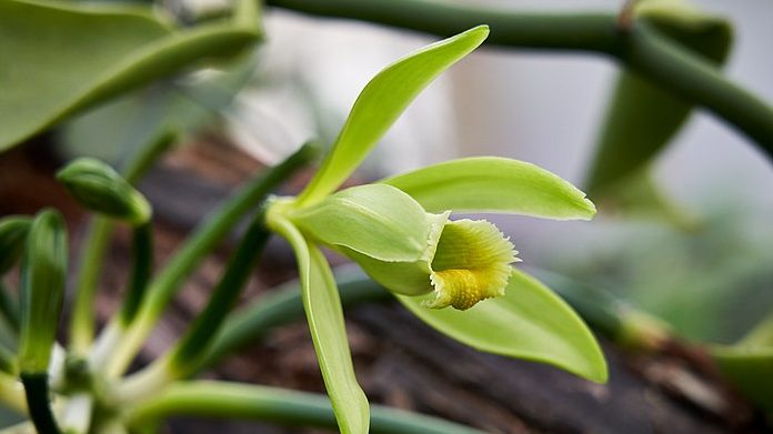 Vanila Orchid Flower