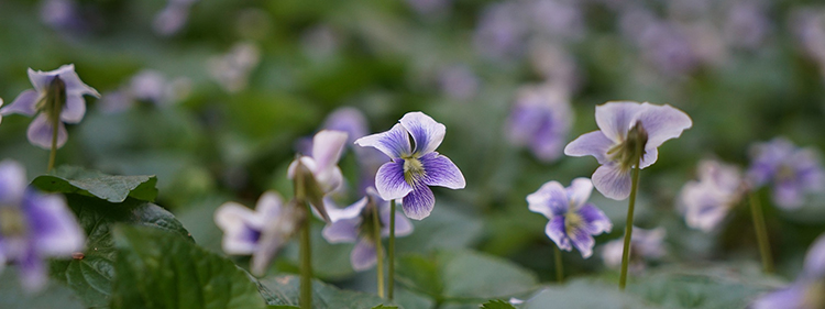 Blue Violet Flowers