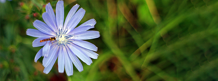 Chicory Flower Blue