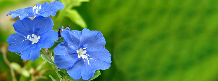 Blue Daze Flower