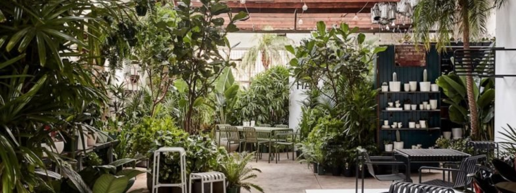 Green Plants in Patio