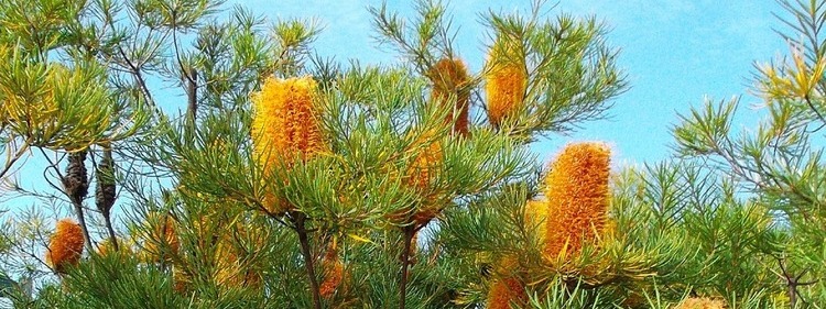 Banksia Flowers