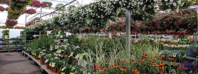 Red and Yellow Flowers in Green Plants