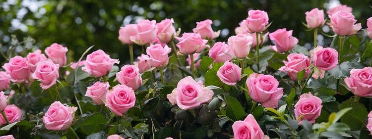 Rose Flower Garden in Coolart Nursery, Melbourne