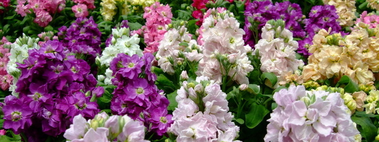 Different Colours of Scented Stocks