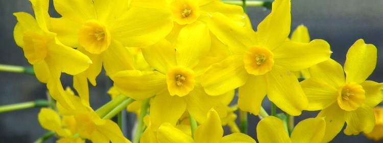 Yellow Scented Jonquil Flowers