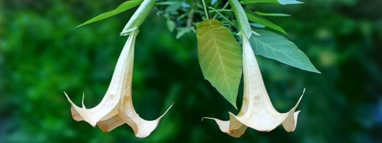 Scented Flower: Angel's Trumpet