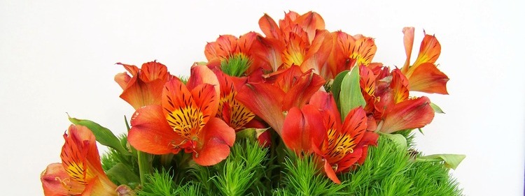 Scented Flower: Freesia