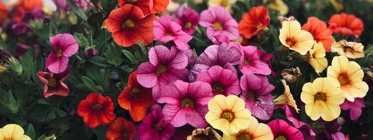 Different Colours of Scented Petunia Flowers
