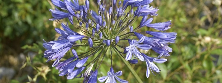 Tuberose Blooms