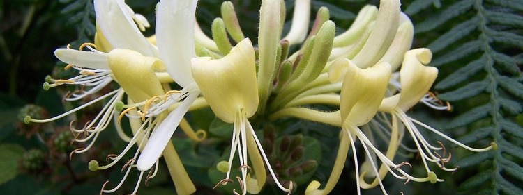 White Honeysuckle Flowers