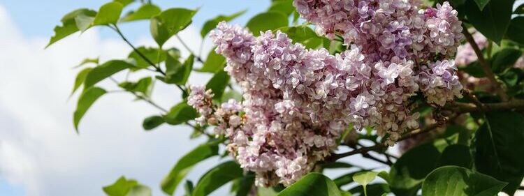 A tree with purple Lilac flowers