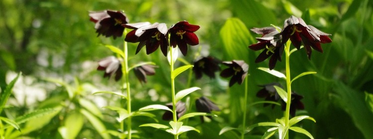 Chocolate Lily Flowers