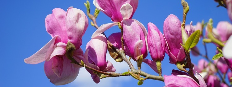 Purple Magnolia Blooms