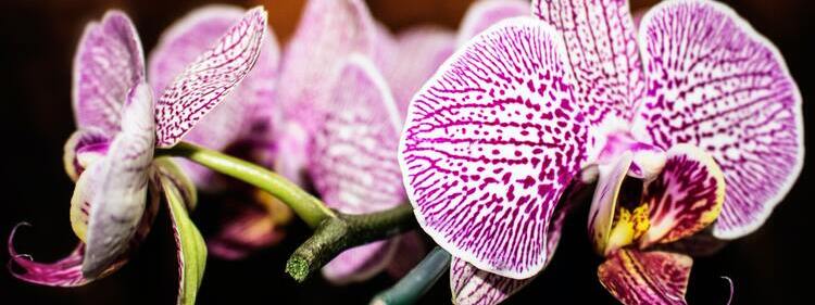 Scented Leopard Orchids