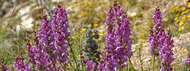 Scented Snapdragon Flowers