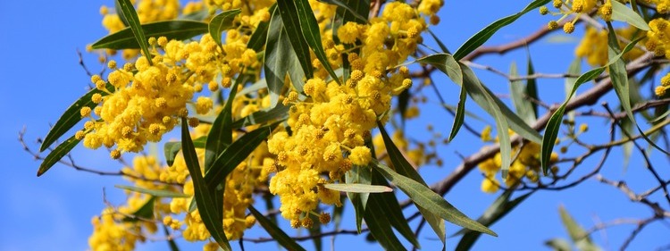 Yellow Scented Silver Wattle Flowers