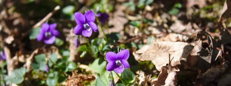 Scented Flower: Sweet Violet