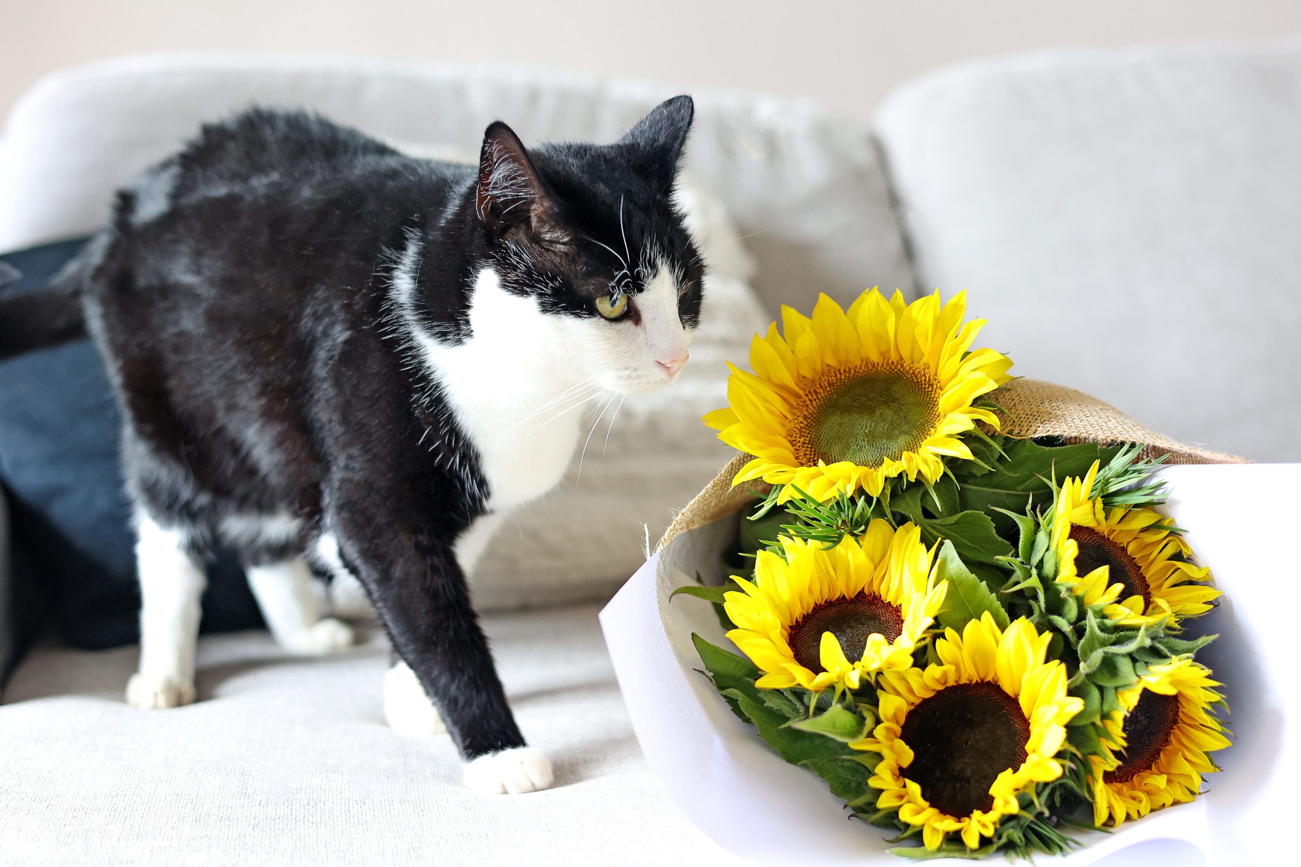 A cat sniffing sunflowers, which are safe for pets