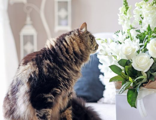 Can sniffing pet safe flowers