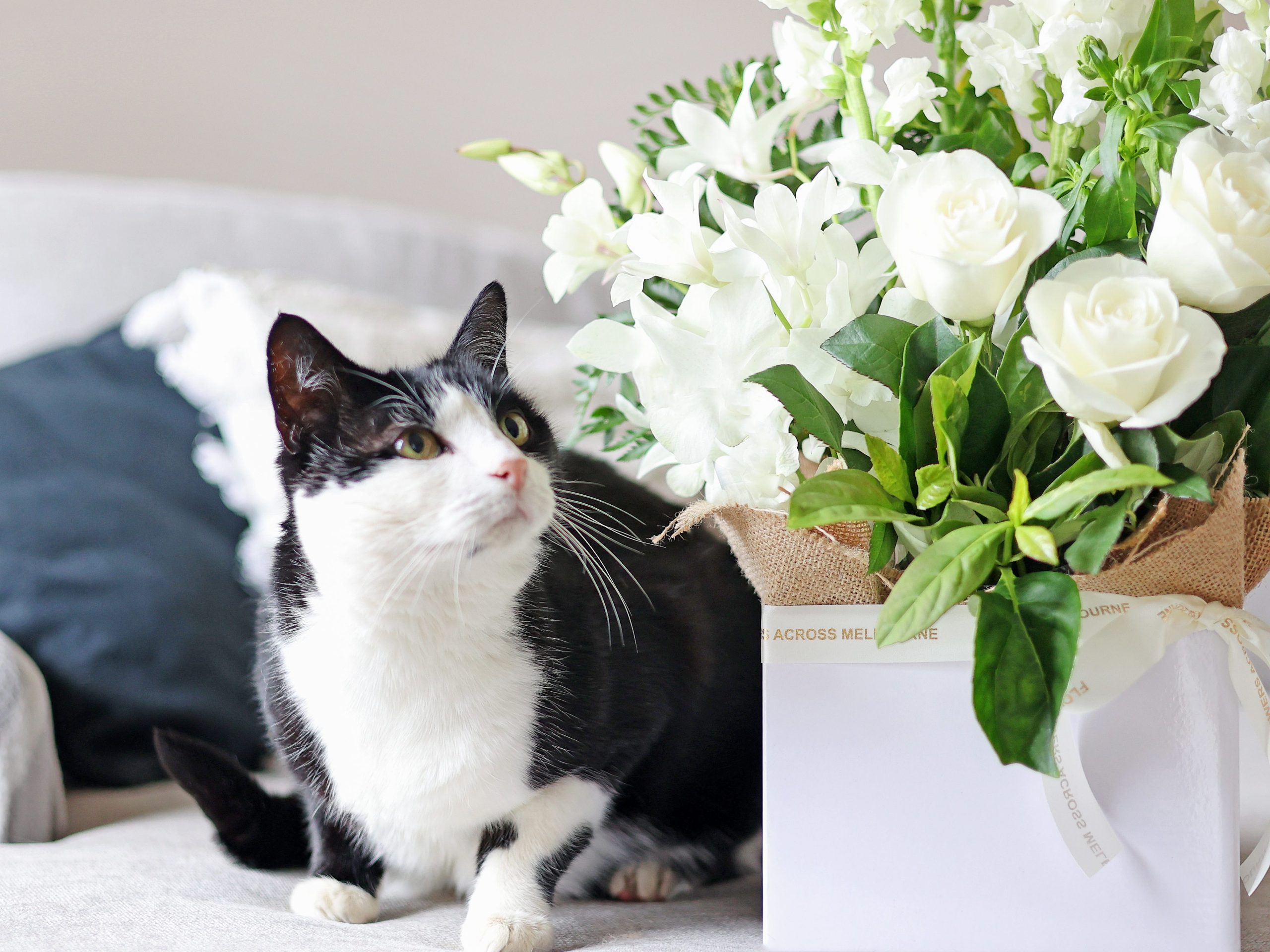 Cat likes bunch of flowers including roses