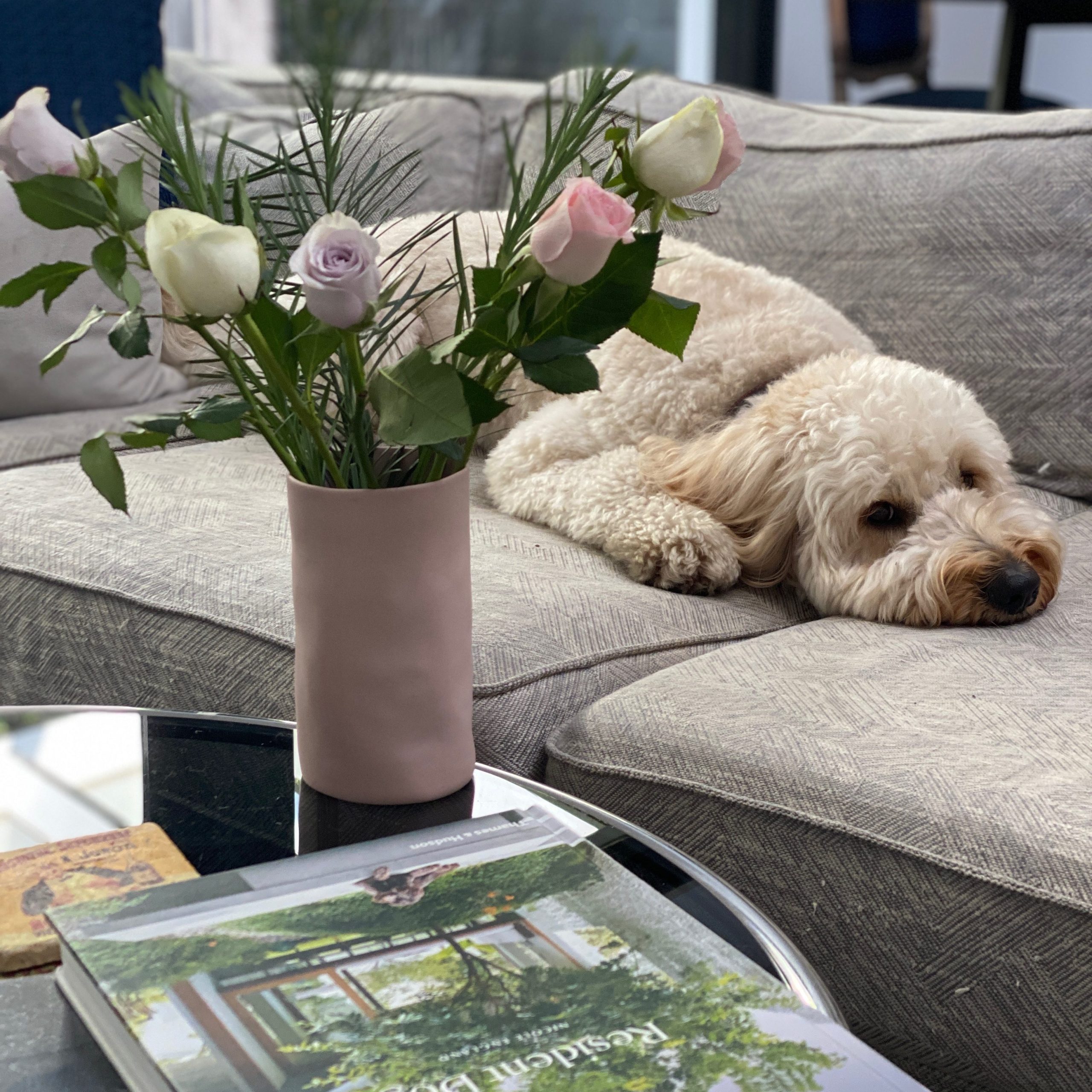 Lenny the dog next to beautiful roses on the lounge