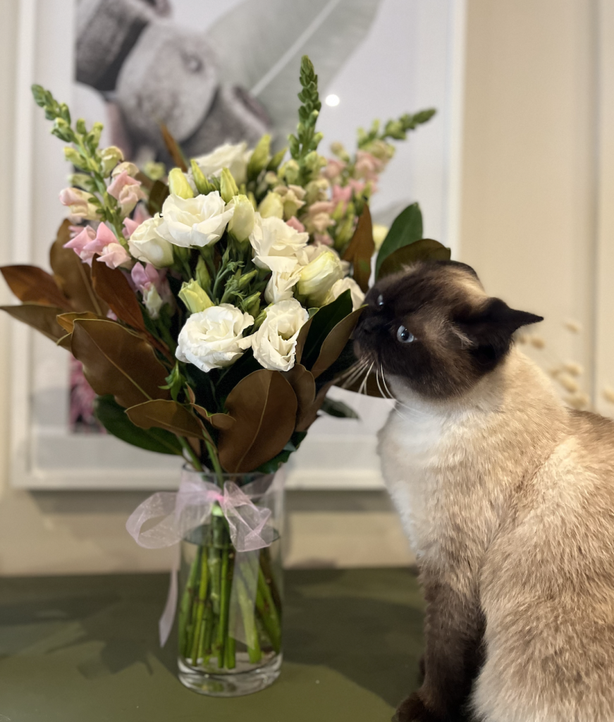 Cat sniffing flowers. The Cat's Meow from Flowers Across contains pet-safe lisianthus, snapdragons and magnolia leaves. 