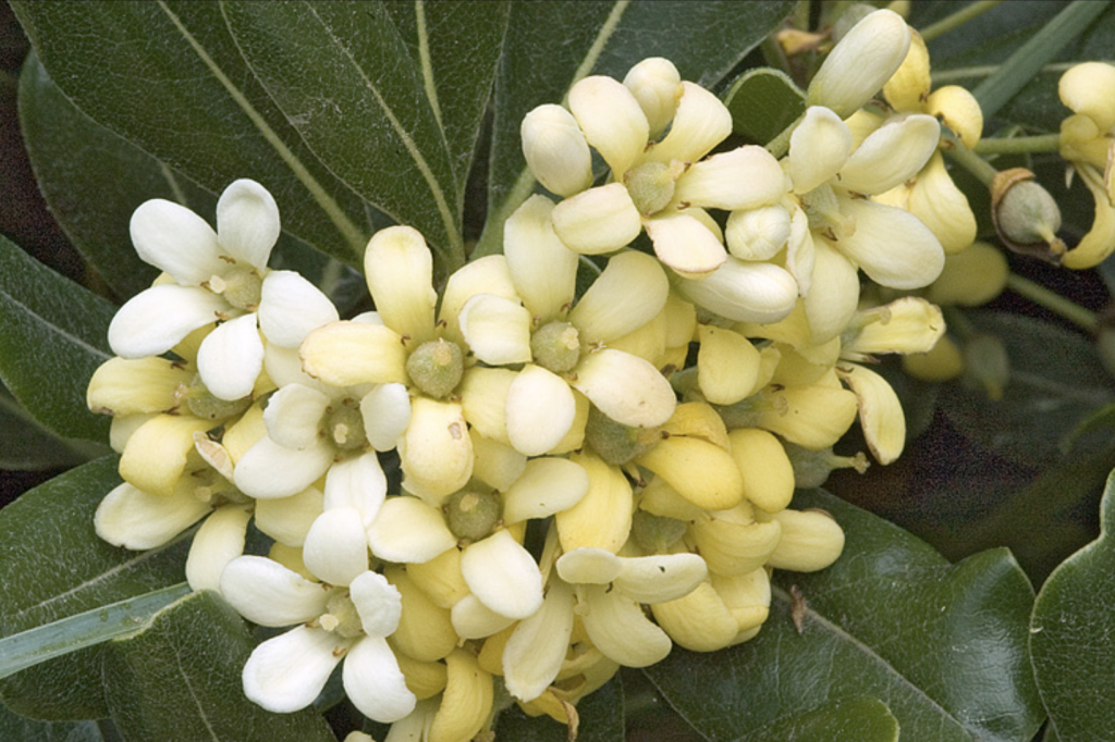 Pittosporum flowers or Australian laurel, a non-toxic flower for pets